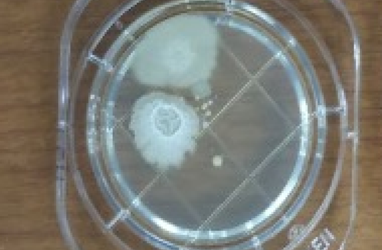 水道水で洗浄したモップ スタンプ検査